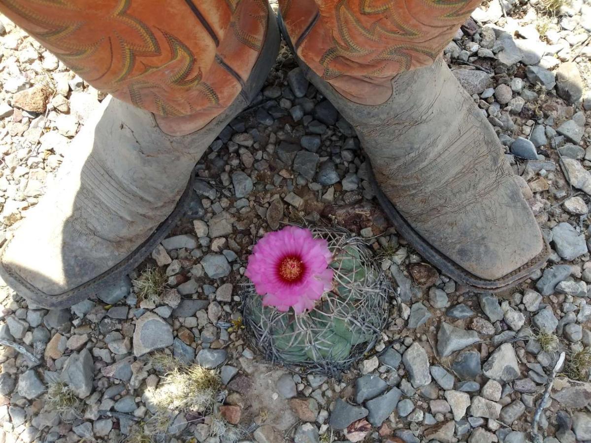 Camping At Desert Gardens Oasis In Lobo, Tx Van Horn Esterno foto