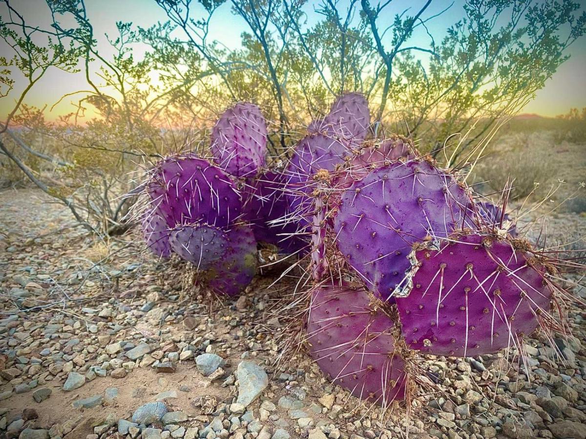 Camping At Desert Gardens Oasis In Lobo, Tx Van Horn Esterno foto